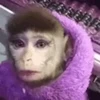 🐵 Эмодзи «Monkey» для Telegram