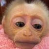👶 Эмодзи «Monkey» для Telegram