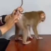 🔥 Эмодзи «Monkey» для Telegram