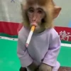🚬 Эмодзи «Monkey» для Telegram