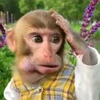 🤨 Эмодзи «Monkey» для Telegram