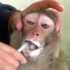 🪥 Эмодзи «Monkey» для Telegram