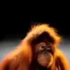 😨 Эмодзи «Monkey» для Telegram