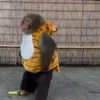 🍌 Эмодзи «Monkey» для Telegram