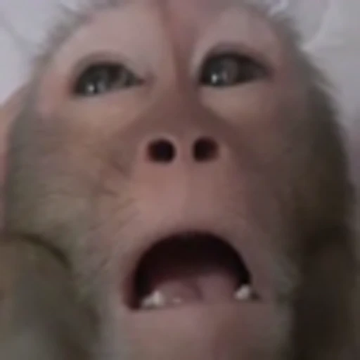 🤨 Эмодзи «Monkey» для Telegram