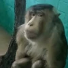 Стикерпак Monkey для Telegram