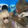 🥰 Эмодзи «Monkey» для Telegram