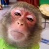 😴 Эмодзи «Monkey» для Telegram
