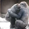 🥰 Эмодзи «Monkey» для Telegram