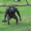 💣 Эмодзи «Monkey» для Telegram