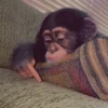 ☺️ Эмодзи «Monkey» для Telegram