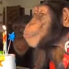 🎂 Эмодзи «Monkey» для Telegram