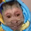 😄 Эмодзи «Monkey» для Telegram