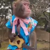 🎸 Эмодзи «Monkey» для Telegram