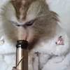🍾 Эмодзи «Monkey» для Telegram