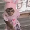 🐰 Эмодзи «Monkey» для Telegram