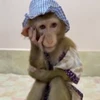 😟 Эмодзи «Monkey» для Telegram