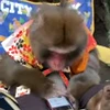 📱 Эмодзи «Monkey» для Telegram