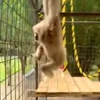 🐵 Эмодзи «Monkey» для Telegram