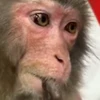 🤨 Эмодзи «Monkey» для Telegram