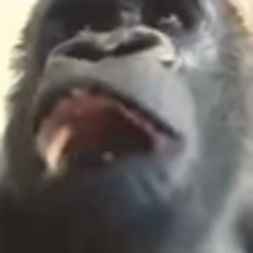 😮 Эмодзи «Monkey» для Telegram