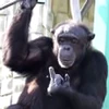 🐵 Эмодзи «Monkey» для Telegram