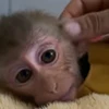 🙁 Эмодзи «Monkey» для Telegram