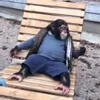 🏖 Эмодзи «Monkey» для Telegram