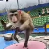 🎪 Эмодзи «Monkey» для Telegram