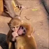 Стикер 29 Monkey - обезьянки пон эмоджи