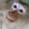 Стикер 35 Monkey - обезьянки пон эмоджи