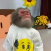 Стикер 6 Monkey - обезьянки пон эмоджи