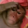 Стикер 14 Monkey - обезьянки пон эмоджи