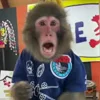 Стикер 5 Monkey - обезьянки пон эмоджи