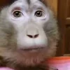 Стикер 42 Monkey - обезьянки пон эмоджи