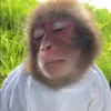 Стикер 19 Monkey - обезьянки пон эмоджи