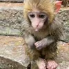 Стикер 2 Monkey - обезьянки пон эмоджи