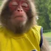 Стикер 3 Monkey - обезьянки пон эмоджи