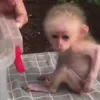 Стикер 36 Monkey - обезьянки пон эмоджи
