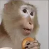 Стикер 26 Monkey - обезьянки пон эмоджи