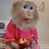 Обложка набора Monkey - обезьянки пон эмоджи