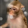 Стикер 47 Monkey - обезьянки пон эмоджи