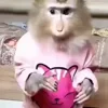 Стикер 33 Monkey - обезьянки пон эмоджи