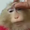 Стикер 24 Monkey - обезьянки пон эмоджи