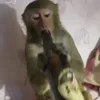 Стикер 13 Monkey - обезьянки пон эмоджи