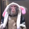 Стикер 38 Monkey - обезьянки пон эмоджи