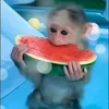 Стикер 46 Monkey - обезьянки пон эмоджи