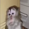 Стикер 15 Monkey - обезьянки пон эмоджи