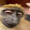 Стикер 34 Monkey - обезьянки пон эмоджи