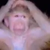 Стикер 16 Monkey - обезьянки пон эмоджи